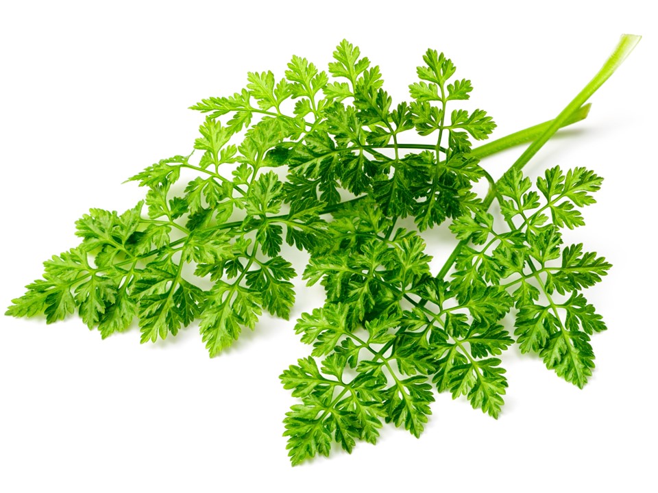 chervil