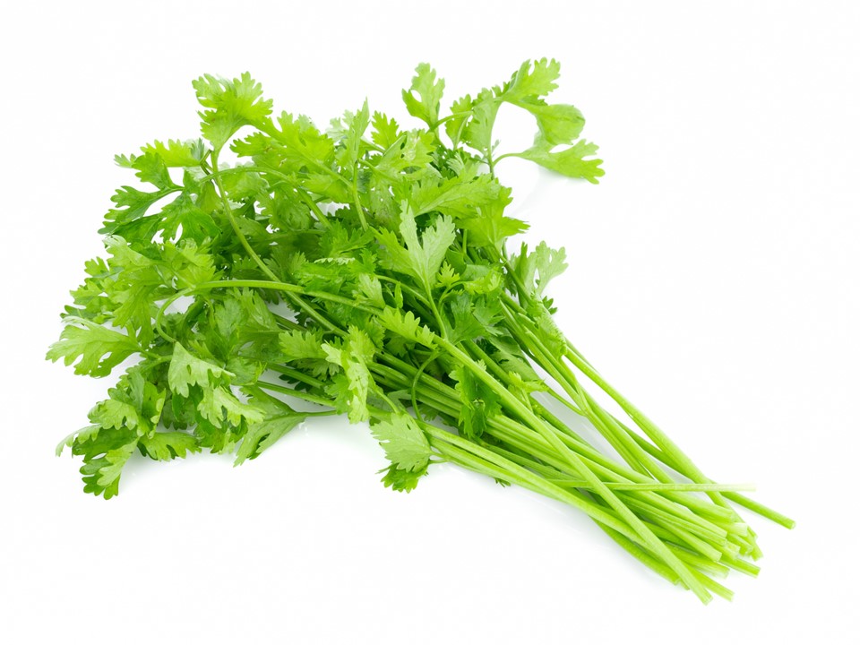 coriander