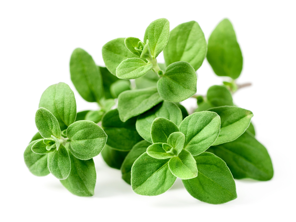 MARJORAM